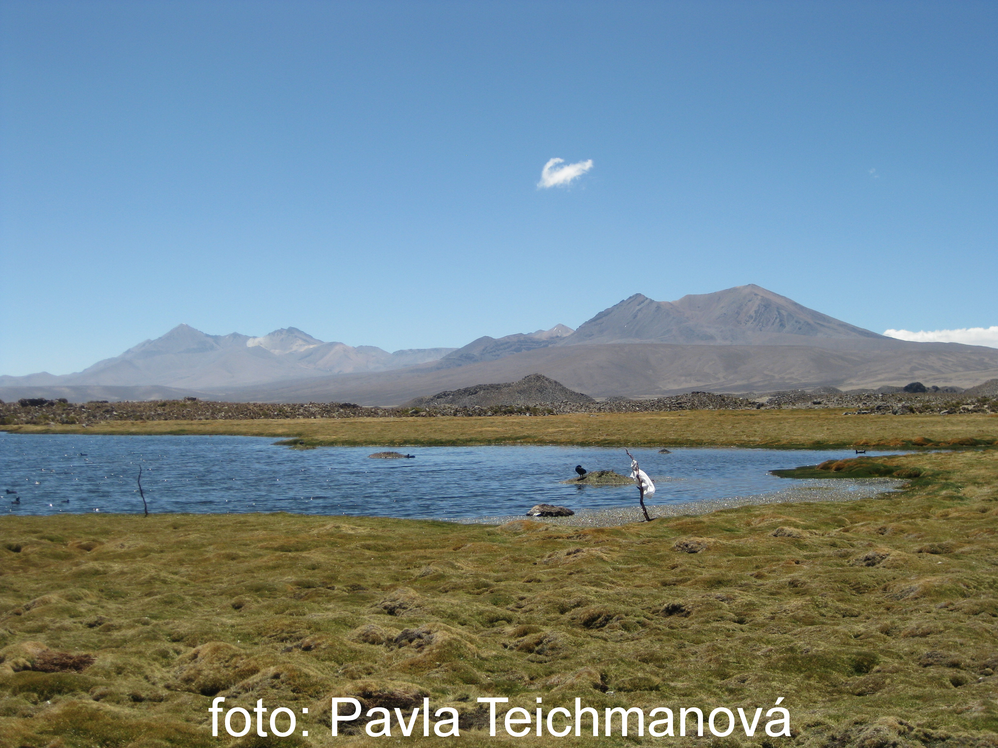 Chile-NP Lauca_0175